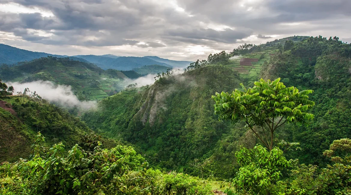 Green Getaways: Eco-Friendly Practices at Tropical Savanna Guest House