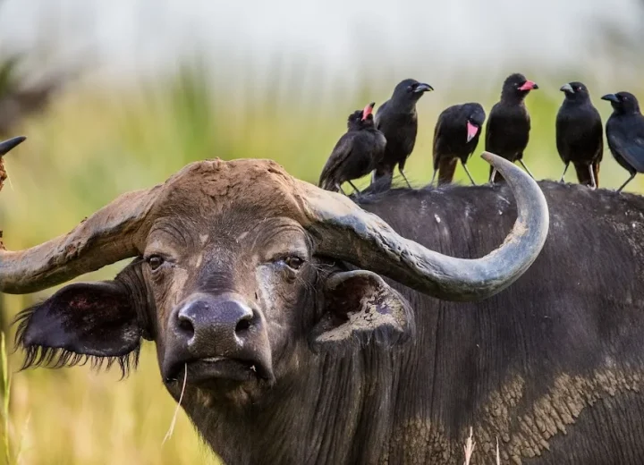 Top Things to Do in Kasese: Travel Guide for Visitors