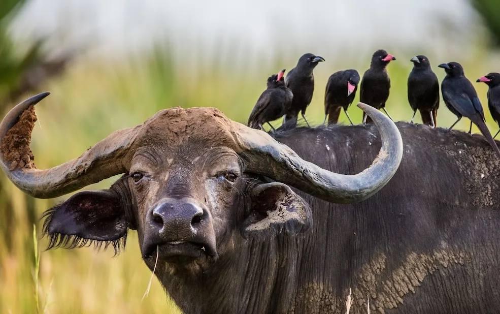 Top Things to Do in Kasese: Travel Guide for Visitors