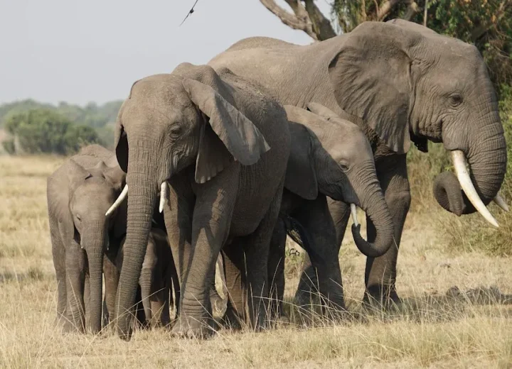 Where to Stay Near Queen Elizabeth National Park