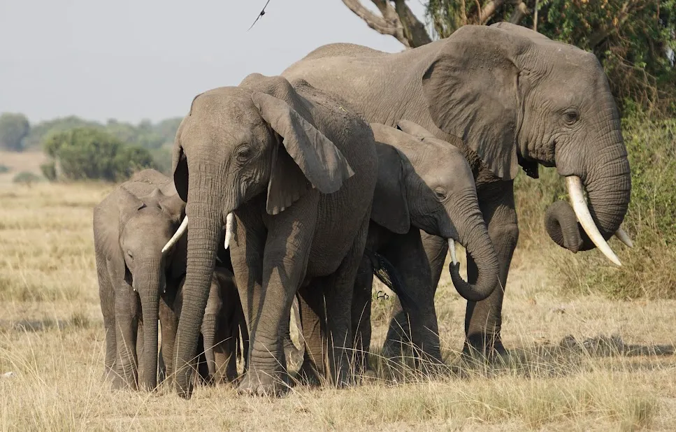 Where to Stay Near Queen Elizabeth National Park